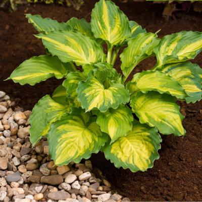 Hosta 'Lakeside Paisley Print'